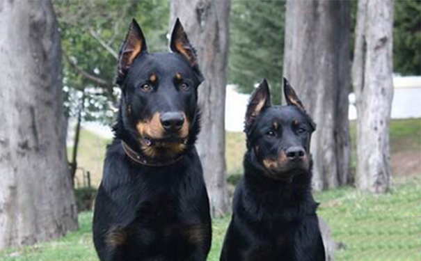 法国狼犬好养吗？该犬不适宜户外生活