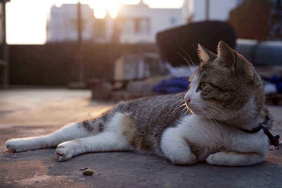 训练猫咪抓老鼠的办法