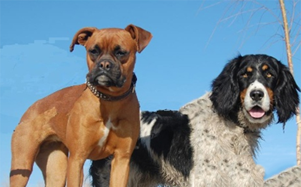 拳狮犬怎么养？该犬较容易患遗传病