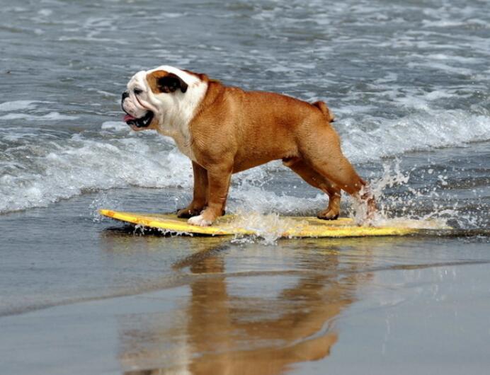 英国斗牛犬流鼻血流个不停是为什么？