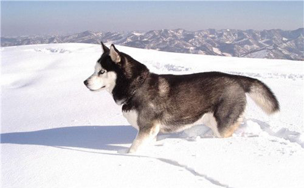 阿拉斯加雪橇犬病症？阿拉斯加雪橇犬如何饲养