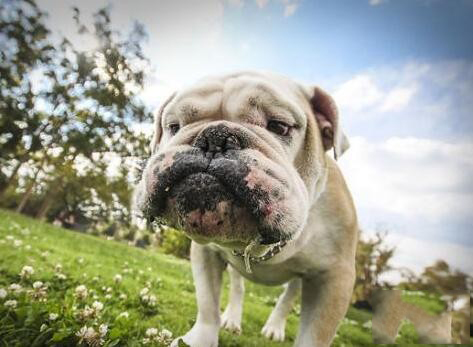 英国斗牛犬流涎怎么办,英斗流口水的原因