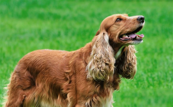 美国可卡犬吃什么？可卡犬断奶后怎么养