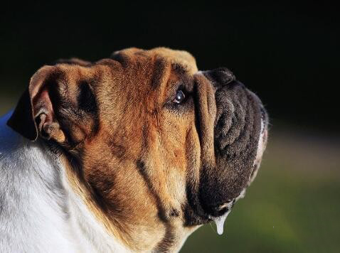 英国斗牛犬拉肚子怎么办