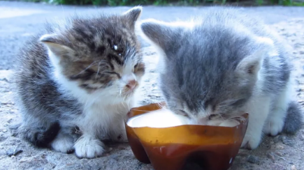 猫能喝奶粉吗? 为什么要喝羊奶粉?