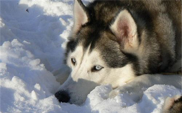 阿拉斯加雪橇犬得细小？造成阿拉斯加幼犬患上细小的原因