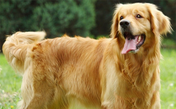 宠物狗吃什么好？合理搭配爱犬的饮食