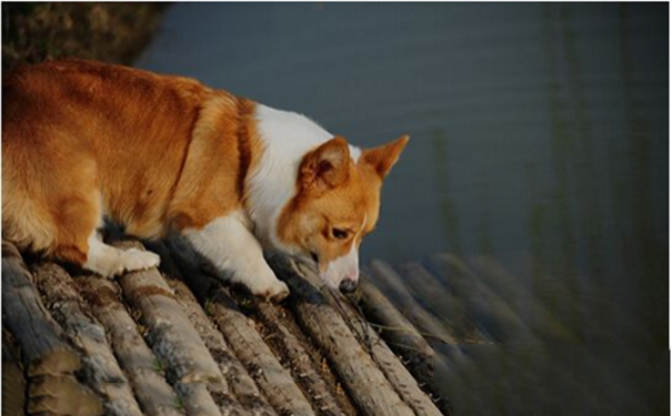 柯基犬多少钱？价格和地区血统有着关系