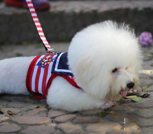 比熊犬得了细小怎么治疗，比熊患细小的原因