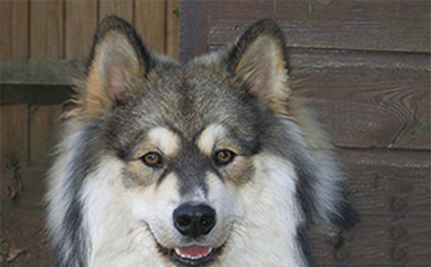 芬兰拉普猎犬好养吗？选择合适的狗粮