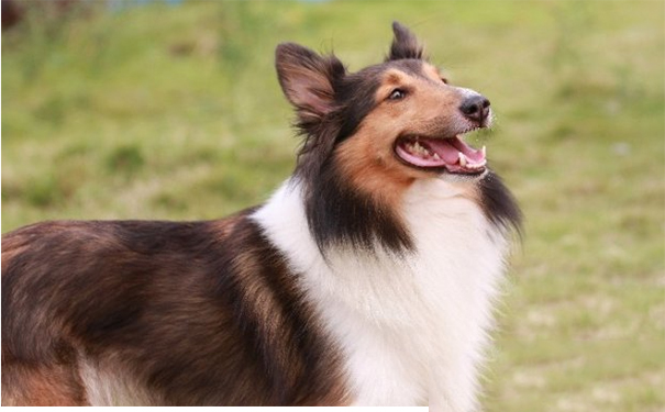 苏格兰牧羊犬好吗？能够与人终生为伴的狗狗