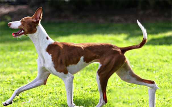 依比沙猎犬怎么养？洗澡时尽量要用温水