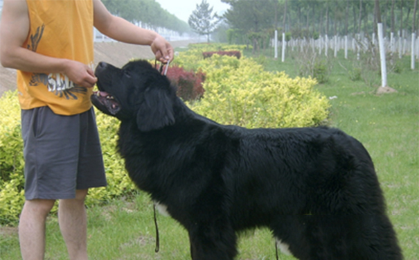 纽芬兰犬的养护常识？该去食量比较大