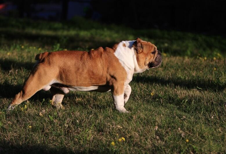 英国斗牛犬得了皮肤病怎么办