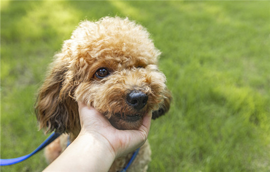 如何训练泰迪犬站立