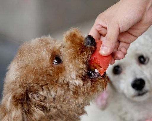 狗狗护食怎么训练,狗狗护食怎么办如何纠正