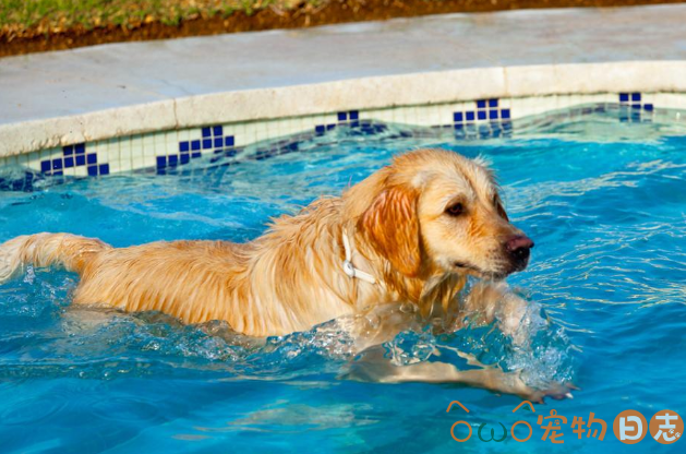 夏天预防金毛犬中暑的方法