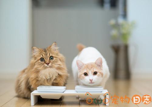 猫咪一般吃什么好,给猫猫喂什么食物