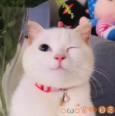 猫咪发情怎么办