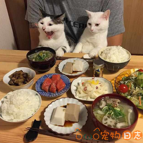 给猫咪吃什么好,喂猫咪食物有哪些禁忌