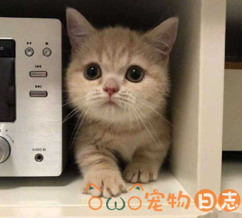 怎么知道小奶猫健不健康