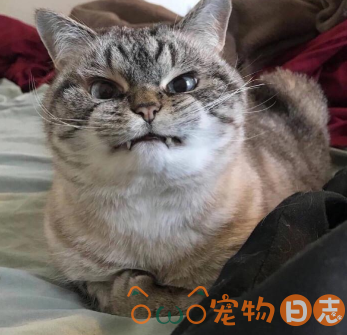 如何照顾小野猫