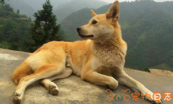 土狗什么时候发情,中华田园犬发情时间