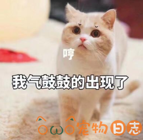 猫咪不喜欢去宠物店的原因