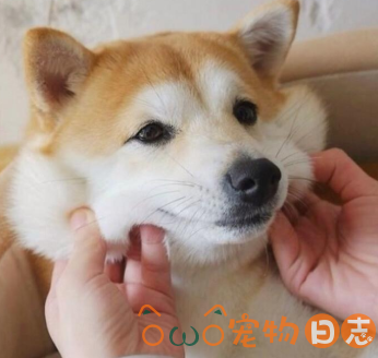 柴犬可以剃毛吗