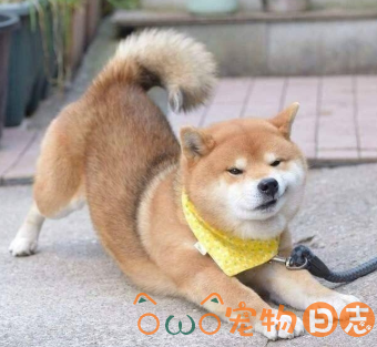 柴犬