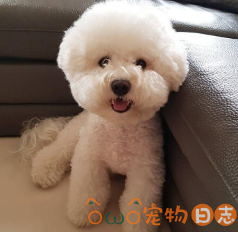 比熊犬什么时候换毛