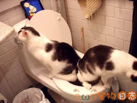 如何训练猫咪上厕所