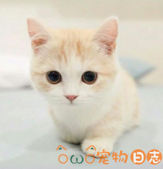 不同年龄段猫咪养护方法