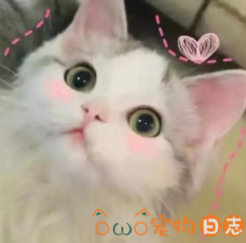 怎么训练猫咪定点大小便