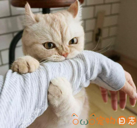 猫咪喜欢咬人怎么办