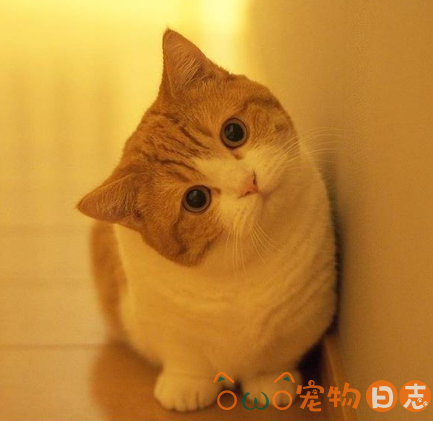 换了猫砂怎么让猫适应