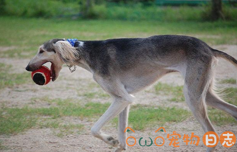 怎么提高灵缇犬的速度