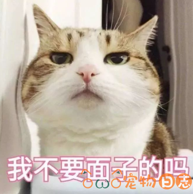 猫咪得尿道炎和肾有关系吗