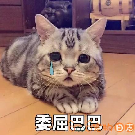 给猫导尿伤尿道吗