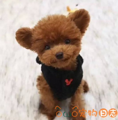 泰迪犬两天不拉便便正常吗？