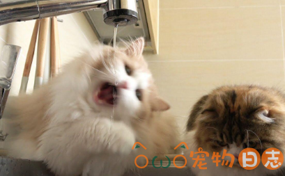 怎样训练猫咪不要玩水