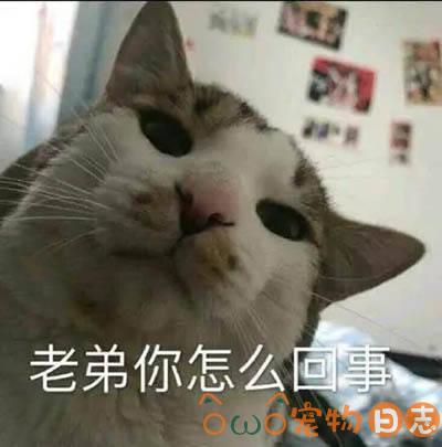 新手养猫