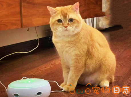 怎么养橘猫,橘猫好养吗