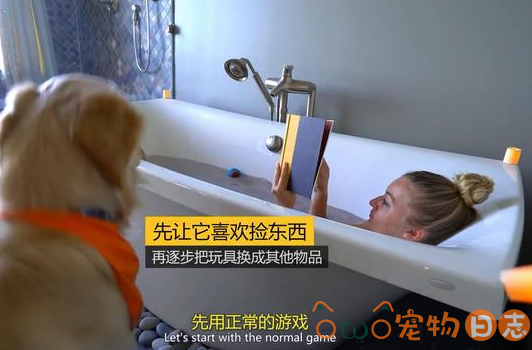 怎么训练狗狗捡东西