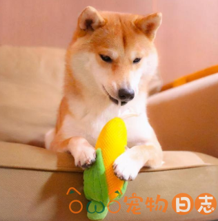 柴犬可以吃哪些水果