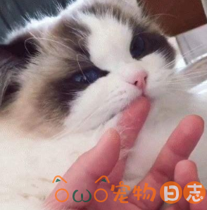 为什么一模猫咪就咬手