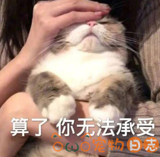 猫咪腿骨折了怎么办