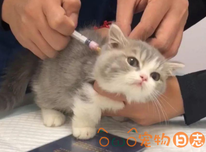 猫咪1岁打疫苗晚了吗