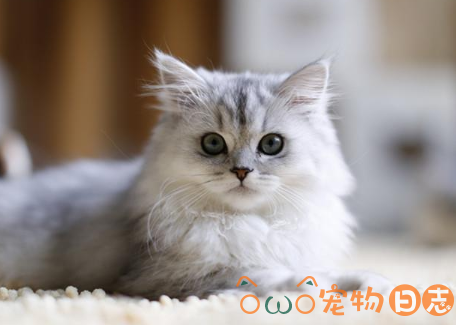 金吉拉猫