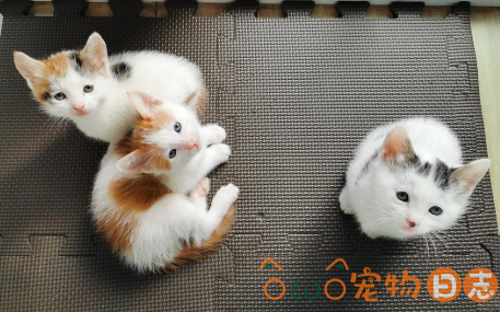 猫咪怀孕多久才会生小猫